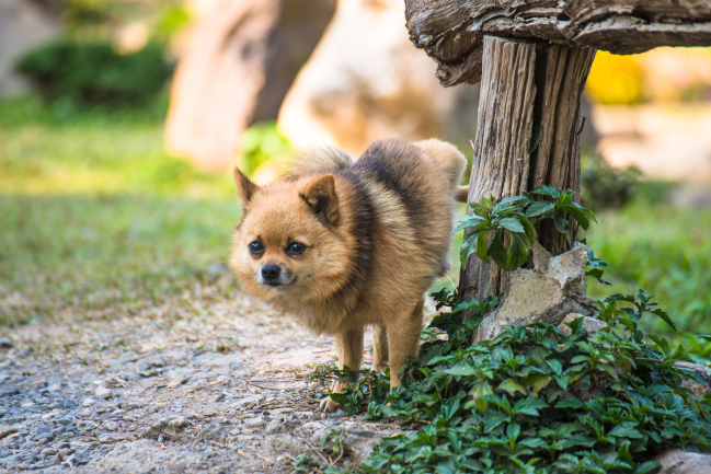 Köpeklerde Ev İçi Tuvalet Eğitimi