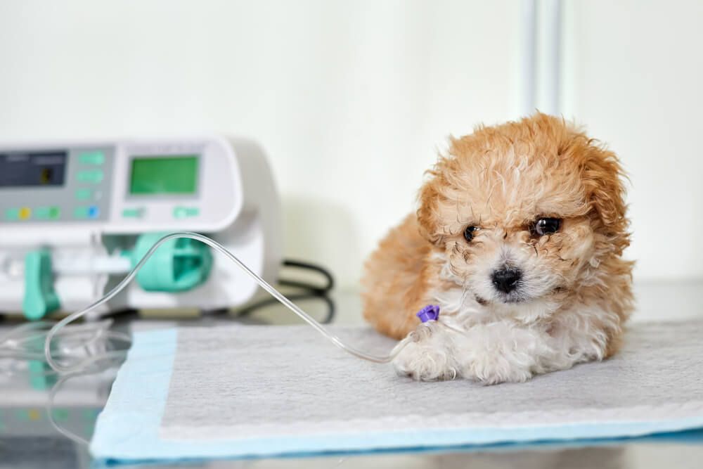 Yoğun Bakım ve Operasyon Sonrasında Köpeklerin Beslenmesi