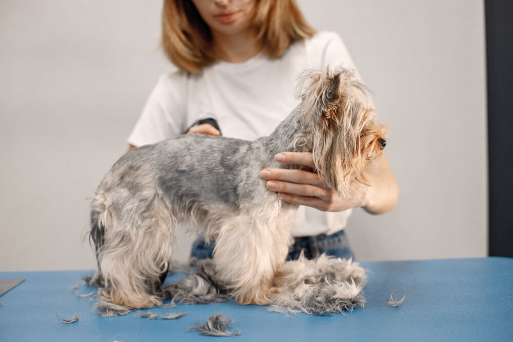 Köpeklerin Tüy Dökülmesi Nasıl Önlenebilir?