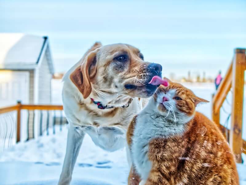 Kedi, Köpeklerden İnsanlara Koronavirüs Geçer Mi?