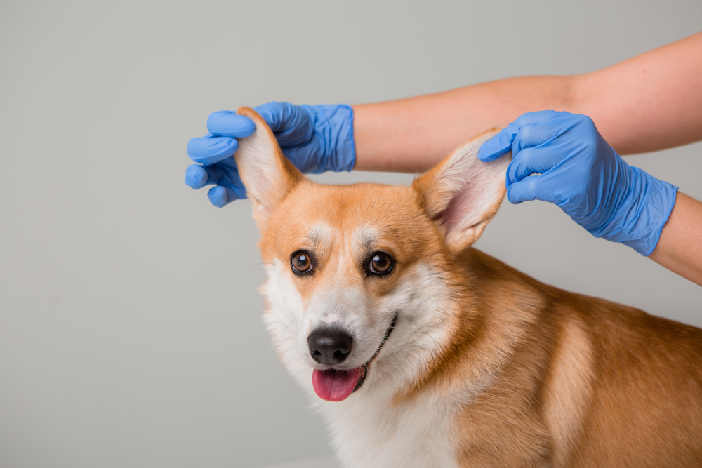 Köpeklerde Kulağı Tanımlayalım