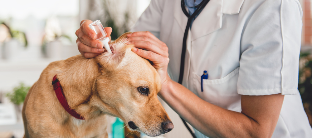 Köpeklerde Kulak Temizliği Neden Gereklidir?