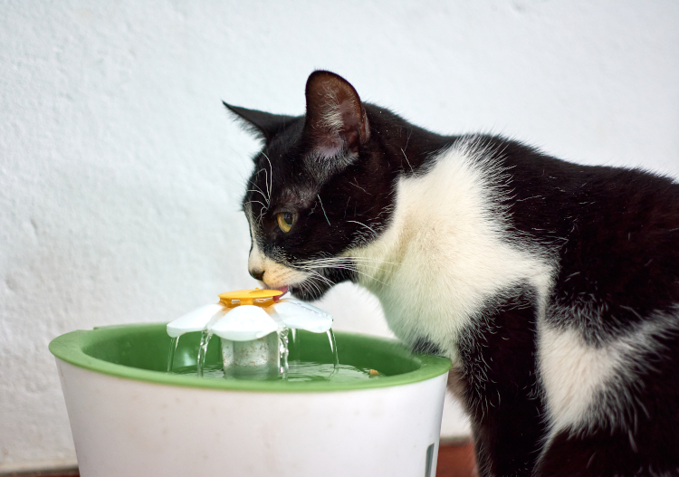 Kedi ve Köpeklerde Su Tüketiminin Önemi