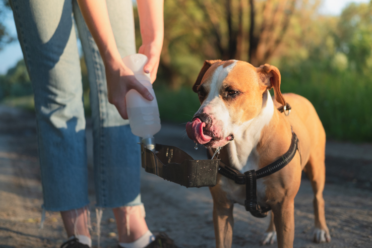 Kedi ve Köpeklerde Su Tüketiminin Önemi