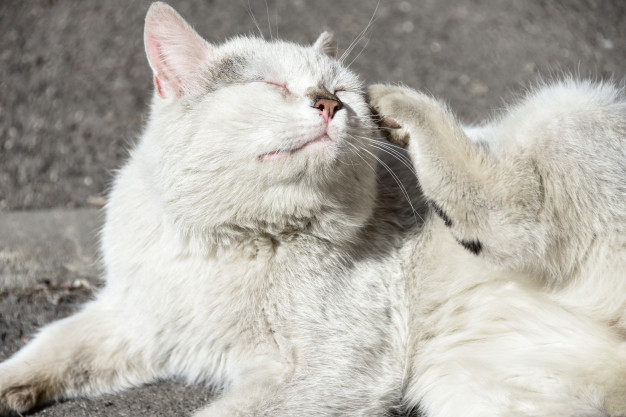 Kedi ve Köpeklerde Pire Sorunu Nedir? Nasıl Önlenebilir?