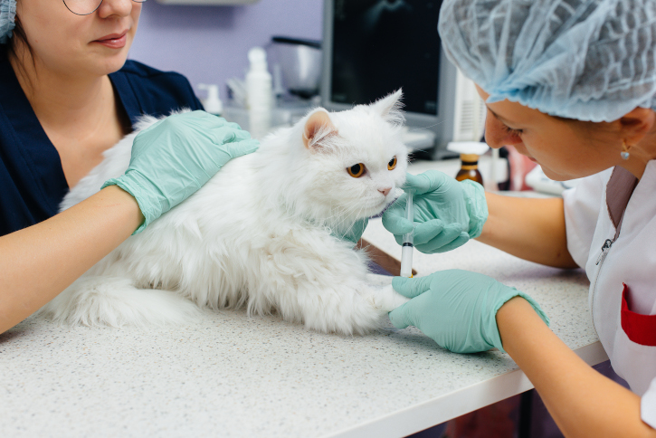 Kedi ve Köpeklerde Dönemsel Aşı Takvimi