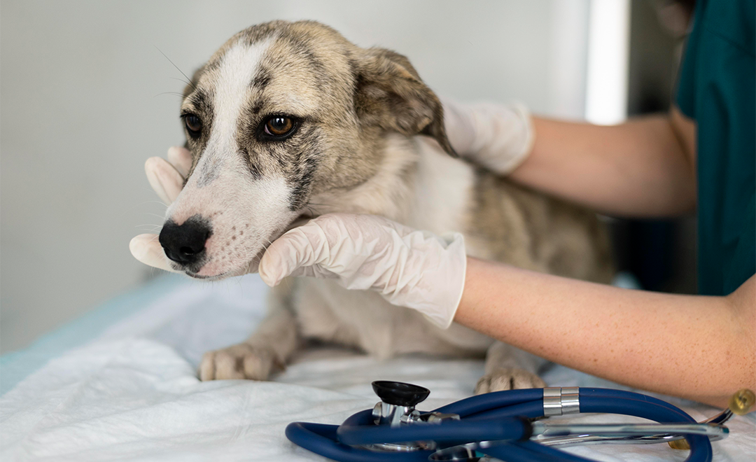 Köpeğinizin Ağrı Çektiğini Nasıl Anlarsınız?