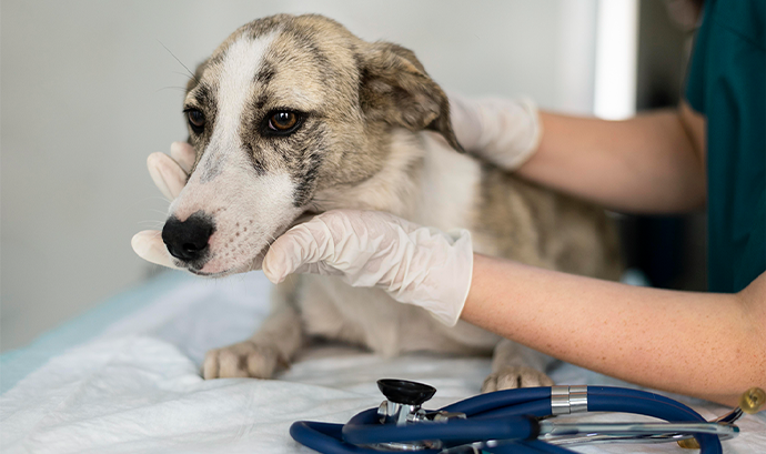 Köpeğinizin Ağrı Çektiğini Nasıl Anlarsınız?