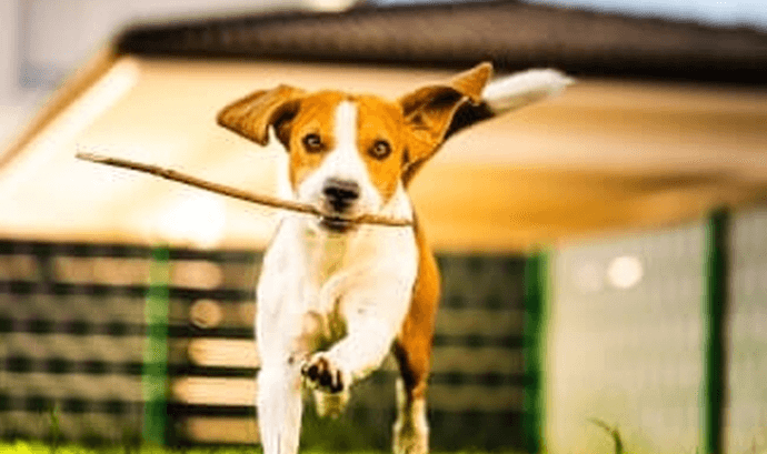 Yavru Köpeklerde Dikkat Edilmesi Gereken 7 Davranış