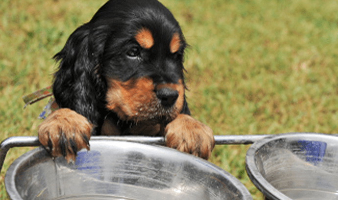 Kedi ve Köpeklerde Su Tüketiminin Önemi