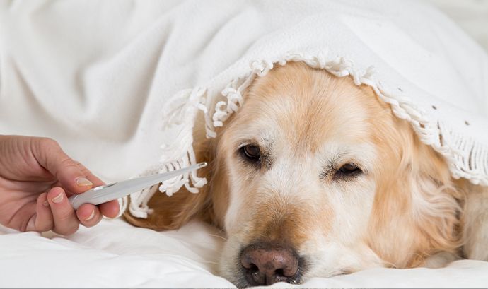Kedi ve Köpeklerde Karaciğer ve Böbrek Yetmezliği: Belirtiler, Tedavi Süreci ve Dikkat Edilmesi Gerekenler