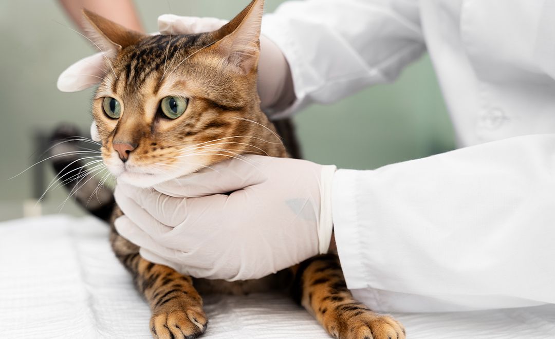 Kedi ve Köpeklerde Karaciğer ve Böbrek Yetmezliği: Belirtiler, Tedavi Süreci ve Dikkat Edilmesi Gerekenler
