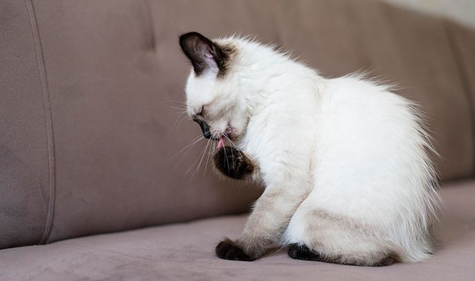 Kedi ve Köpeklerde Alerjiler: Hangi Belirtiler Ciddiye Alınmalı?