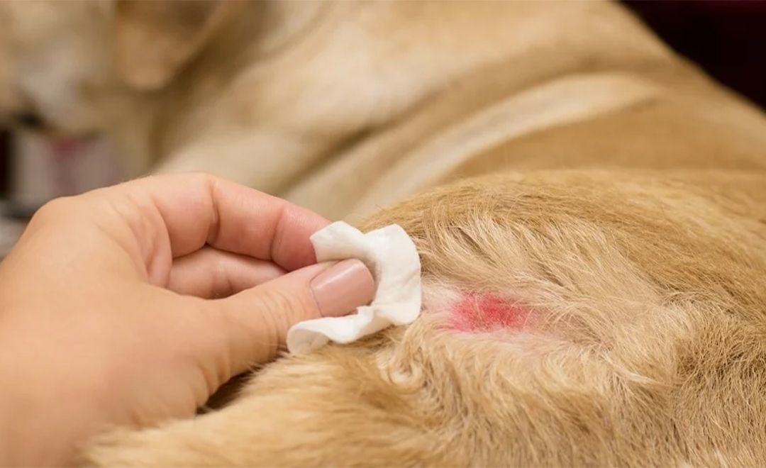 Köpeklerde Egzama ve Zoonoz Hastalıklar: Belirtiler, Tedavi Yöntemleri ve İnsanlara Bulaşma Riski