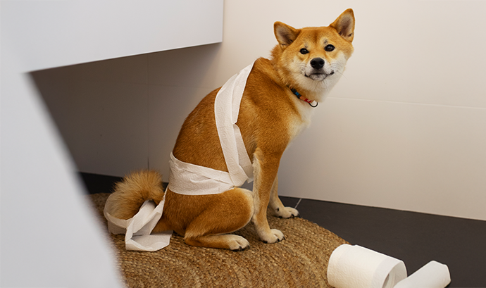 Evcil Hayvanlarda Diyare (İshal): Nedenleri, Önemi ve Erken Müdahalenin Rolü Evcil Hayvanlarda Diyare (İshal): Nedenleri, Önemi ve Erken Müdahalenin Rolü