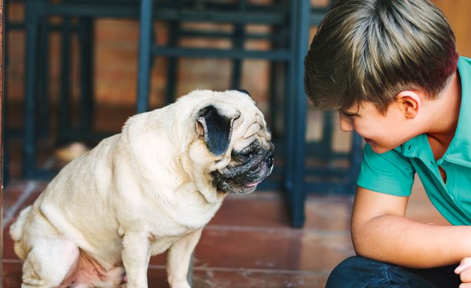 DEHB (Dikkat Eksikliği ve Hiperaktivite Bozukluğu) Nedir? Evcil Hayvanlarda Görülür mü?