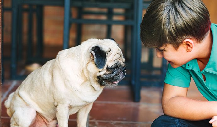 DEHB (Dikkat Eksikliği ve Hiperaktivite Bozukluğu) Nedir? Evcil Hayvanlarda Görülür mü?